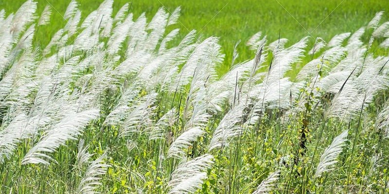 what is kansgrass
